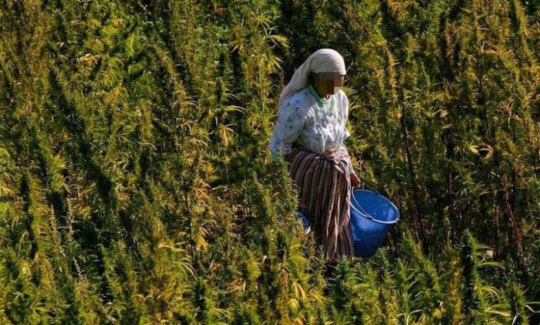 عفو ملكي عن مدانين في قضايا زراعة القنب الهندي