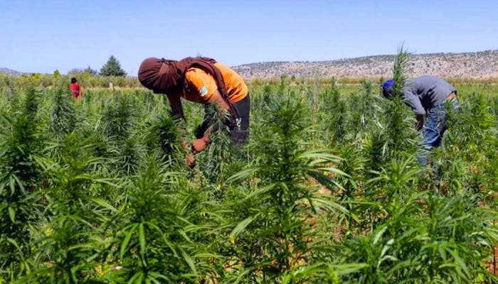 هيئة تضم 250 جمعية تترافع ضد قانون تقنين الكيف