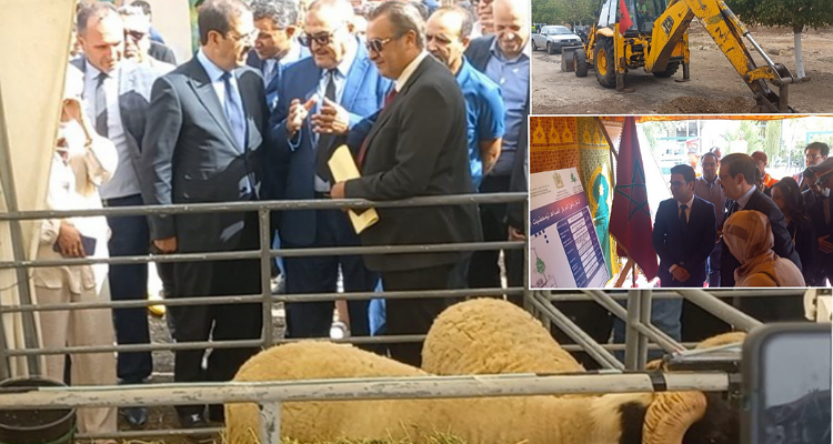 عامل إقليم إفران يعطي إنطلاق فعاليات مهرجان سلالة أغنام تمحضيت