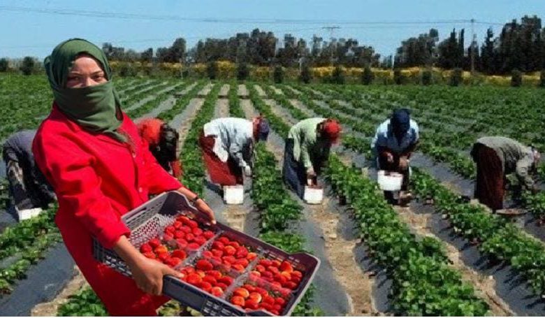 إسبانيا تطلق عملية جديدة لاختيار العمال المغاربة لموسم حصاد الفراولة