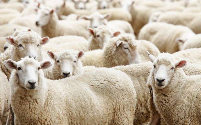 بعد حظرها.. المغرب يستأنف استيراد الأغنام من رومانيا