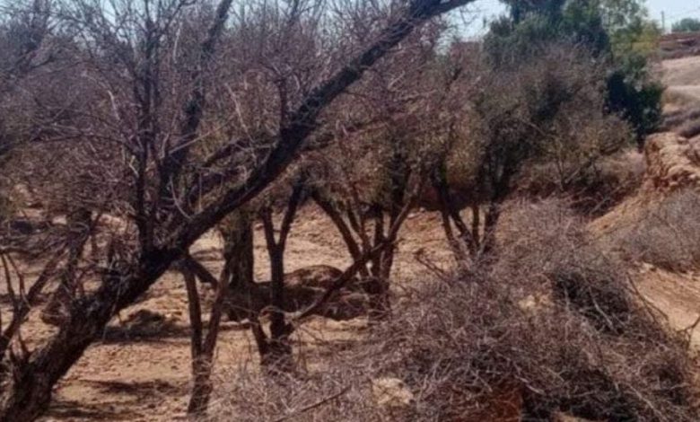 “جفاف” أشجار الزيتون بالفقيه بنصالح وقلعة السراغنة يصل للبرلمان