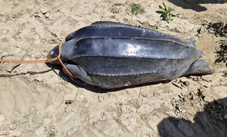 الحسيمة.. جنوح سلحفاة جلدية الظهر بشاطئ مسطاسة