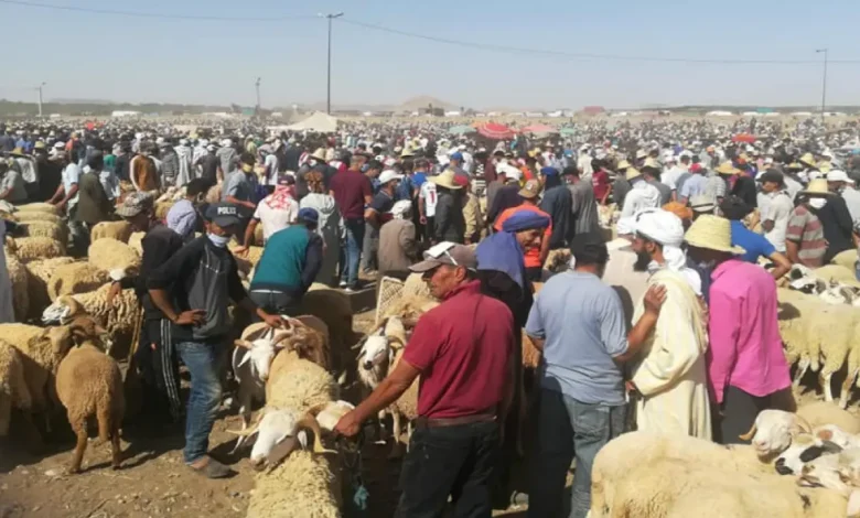 سلطات آسفي تمنع “الكسابة” من إدخال وبيع المواشي بسوق جمعة اسحيم