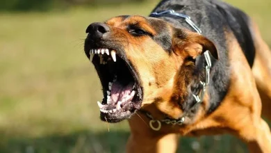 صرخة من فاس.. الكلاب الضالة تهدد الأرواح بعد حادثة مأساوية
