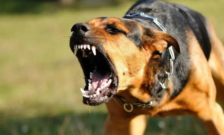 صرخة من فاس.. الكلاب الضالة تهدد الأرواح بعد حادثة مأساوية