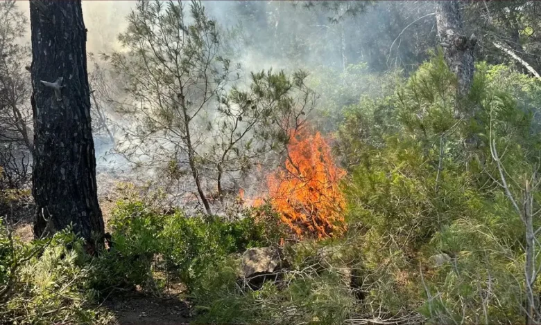 طنجة.. حريق مهول يلتهم غابة هوارة ويستنفر السلطات