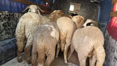 جرسيف.. مداهمة (كراج) غير مرخص لبيع الأغنام قبيل عيد الأضحى