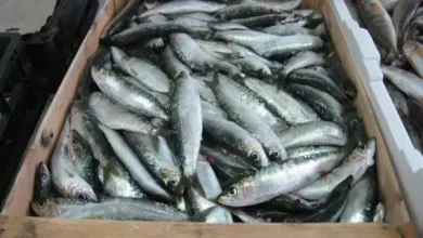في بلد البترول والغاز... السردين في الجزائر أصبح طبق الأغنياء والفقراء محرومون منه