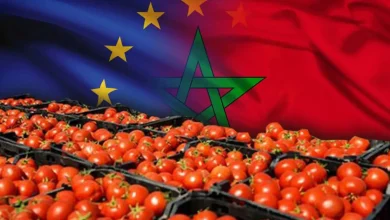 إسبانيا تشكو منافسة المغرب في سوق الطماطم الأوروبية