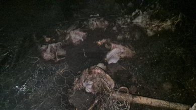 🔥 انفجار قنينة غاز يحرق 10 رؤوس أغنام ويشرّد أسرة فقيرة بضواحي بني ملال(فيديو)