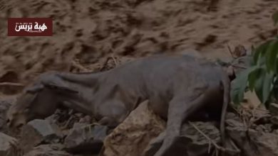 الحوز.. صورة مؤلمة لـ”حمار” بواد أنكال يقاوم الموت تثير تعاطف فايسبوكيين