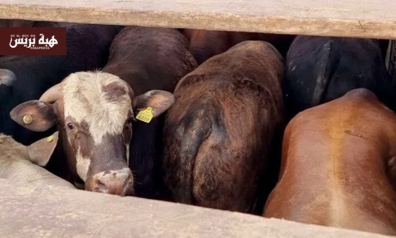 بعد احتجازها لأيام بميناء الدار البيضاء.. الإفراج عن شحنة من الأبقار المستوردة