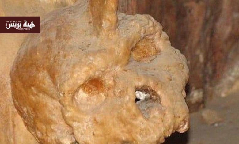 بعد نصف قرن من الغموض.. الكشف عن هوية صاحب “جمجمة الوحش”