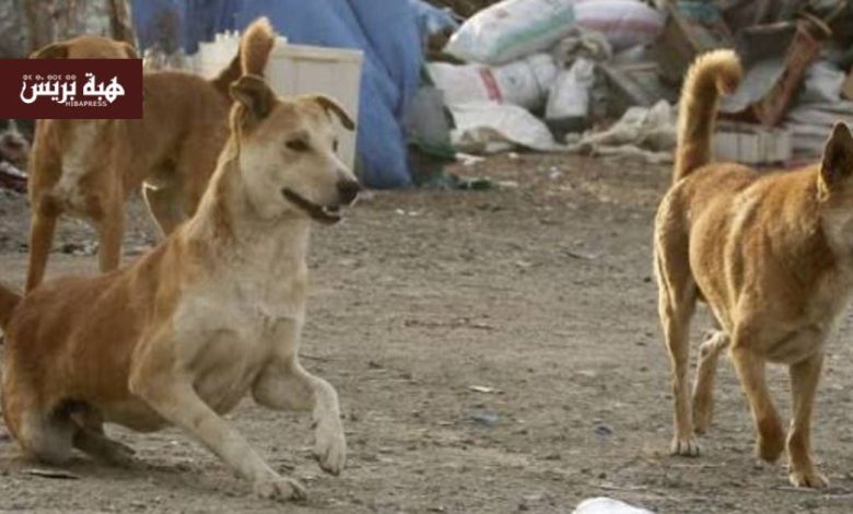 ساكنة بني يخلف تنتقد المجلس الجماعي بسبب فشله في ملف الكلاب الضالة